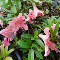 Rhododendron nakahari 'Pink Pancake'